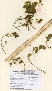 Image result for Alysicarpus zeyheri