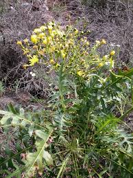 Image result for Sonchus friesii