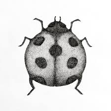 Black And White Ladybug Drawing Lieveheersbeestje Dots Dotwork Puntjes Tekening Drawing Sketch Insecten Insects Ladybug Animal Biologie Artwork Meditation Zen Tatuagem
