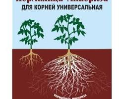 Изображение: Микориза