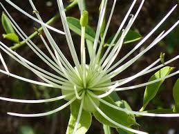 Image result for Maerua juncea