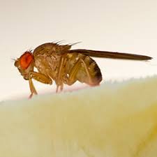 If you're looking to live a greener, less wasteful life, composting can be a perfect solution to getting rid of use coffee grounds to keep flies away. Why Fruit Flies Invade Composting Pails And What To Do About It Uncle Jim S Worm Farm