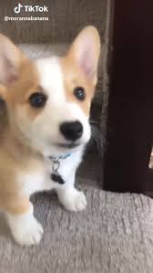 Welsh corgi puppies for adoption. Davidson Welsh Corgi Puppies Off 56 Www Usushimd Com