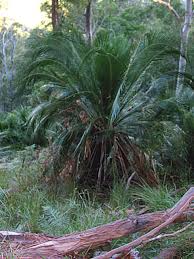 Image result for Macrozamia johnsonii