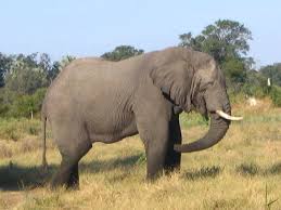 Top 10 Heaviest Land Animals On The Earth The Wondrous Magazine Animals Elephant Elephant Images