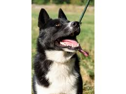 Image result for karelský medvědí pes