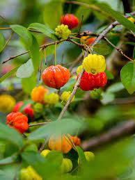 In guatemala, up to 6,000 ft (1,800 m). Cold Hardy Surinam Cherry Hedge Plant Eugenia Uniflora Real Tropicals