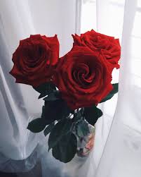 pin on صور ورد
