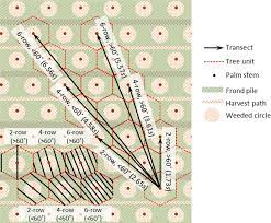 The most performing plantation companies are also looking for a best balance between production level and. Section Of An Oil Palm Plantation Showing Orientation Of Rows Download Scientific Diagram