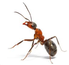 Pest control experts in chicagoland and northwest indiana. Franklin Pest Solutions