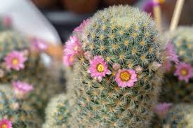 Información sobre cactus en el diccionario y enciclopedia en línea gratuito. Que Significa Regalar Un Cactus Segun El Feng Shui