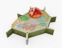 Whether you're making this for science class, a science fair, or a homeschool project, your 3d cell model is sure to impress! Plant Cell 3d Diagram Stlfinder