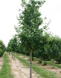 Merging the effortless durability and longevity of a classic ginkgo with a new, upright form, the princeton sentry™ columnar ginkgo is perfect for those who love the look of a timeless shade tree but don't have much space in their landscape. Gingko Biloba Princeton Sentry Moon Nurseries