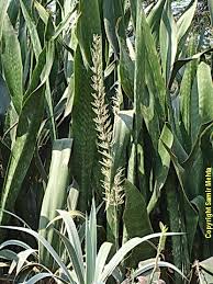 Image result for Sansevieria hyacinthoides