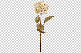 Check out our decoración png selection for the very best in unique or custom, handmade pieces from our shops. Elementos De Flor Seca Flores Secas Hebilla Libre Decoracion Png Klipartz