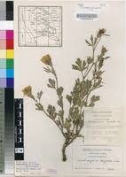 Image result for Cienfuegosia digitata