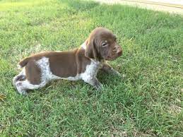 Pagesbusinesseslocal servicepet servicepet breederdog breedergerman shorthaired pointer puppies for sale. German Shorthaired Pointer Puppies For Sale Petfinder