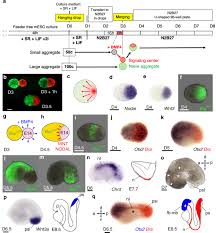 It comprises of other cellular structures and organelles which helps in carrying out some specific functions required for the proper functioning of the cell. Construction Of A Mammalian Embryo Model From Stem Cells Organized By A Morphogen Signalling Centre Nature Communications