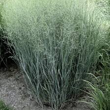 Image result for Panicum brazzavillense