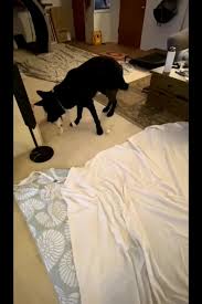 Join millions of people using oodle to find puppies for adoption, dog and puppy listings, and other pets adoption. Labrador Rescuers Of San Diego Home Facebook