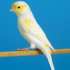 صور عصافير كناري روعة Canary Bird Pictures Canary Birds Breeds Bird Pictures