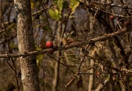 Image result for Feretia aeruginescens