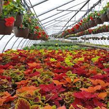 Lynde greenhouse & nursery yesterday at 2:00 pm · the trialing vinca flower, also known as the madagascar periwinkle, is a continually flowering annual great for full sun, tolerating heat and drought conditions. Lynde Greenhouse 038 Nursery Minnesota Grown