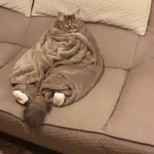 The Fattest And Laziest Cat In The World Watch What Happens Cats Cats And Kittens My Spirit Animal