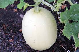 Lebanese white bush marrow, magda. The Complete Guide To Growing Winter Squash Gardener S Path