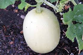 And if you've ever made spaghetti squash, you probably did it wrong. The Complete Guide To Growing Winter Squash Gardener S Path