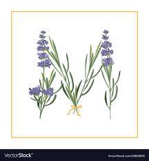 Letter M Monogram Retro Sign Alphabet With Lavender Flower Initial Watercolor Style Botanical Illustration Isolated On White Retro Sign Monogram M Monogram
