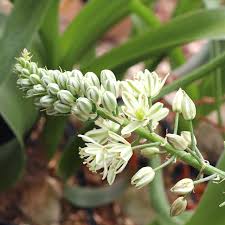 Image result for Albuca setosa