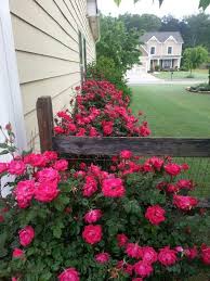 pin on best garden ideas