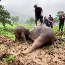 This Baby Elephant Is So Worried About His Mama 🐘🏗🫢 | elephant | Pulling an elephant out of a ditch is no easy task! 🐘🏗🫢 Credit: Newsflare | By Stirred Up | Facebook