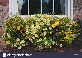 Weather you want to woo her or send that dear friend your heartfelt condolences we have. Plants Of Yellow Flowers Flower Flowering In Window Box On The Window Sill Of A House In Summer England Uk United Kingdom Gb Great Britain Stock Photo Alamy