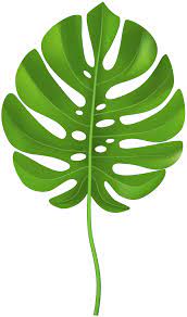 Tropical Leaves Clipart 212 Bunga Cat Air Seni Dinding Lukisan Kaktus