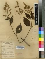 Image result for Sericostachys