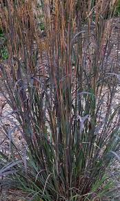 Image result for Andropogon lima