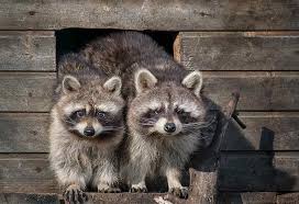 Check spelling or type a new query. Interesting Information Facts About Raccoon For Children