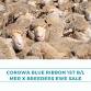 Corowa Blue Ribbon 1st B/L Merino X Breeders Ewe Sale event image
