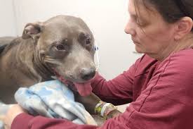 Fundraiser for Jared Carcich by Kathy Quick : Donate to Achilles' Emergency  Veterinary Fund