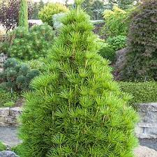 Japanese Umbrella Pine Japanese Garden Plants Japanese Plants Conifers Garden