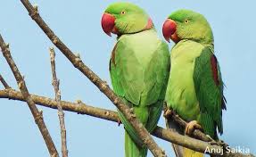 A Pair Of Alexandrine Parakeets In The Kaziranga National Park Assam India Photo By Anuj Saikia Gbbc Parakeet National Parks Gbbc