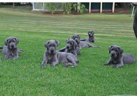 Why buy a great dane puppy for sale if you can adopt and save a life? Breeders Hidalgo