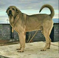kurdish dog pshdar from kurdistan top strongest dog breed in the world top guard dog and work dog pshdar dogs stronger t shepherd dog breeds dogs dog breeds