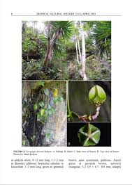 Image result for Ceropegia conrathii