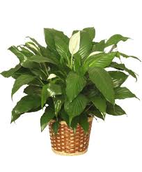 Image result for Spathiphyllum