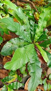 Image result for Elephantopus scaber