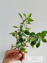 Image result for Parietaria