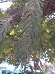 Image result for Newtonia buchananii